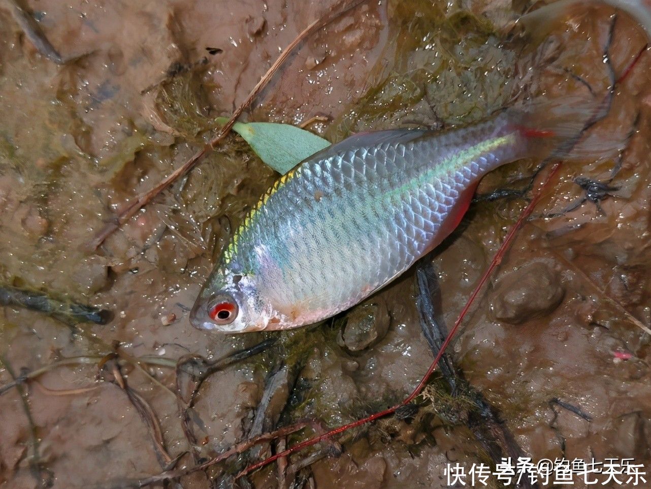 又到了鳑鲏鱼“泛滥”的季节！钓鱼人讨厌它，却不知其浑身是宝