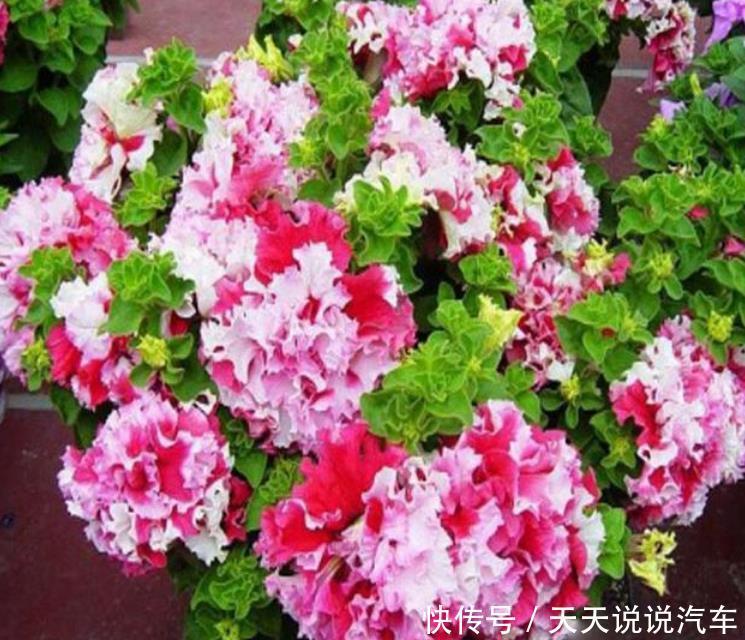 养花就养个花期长的，花大色艳，花开媲美玫瑰，花朵姿态万千，美