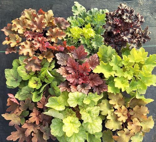 阳台再小，也要养3种花，叶子比花漂亮，是盆栽佳品