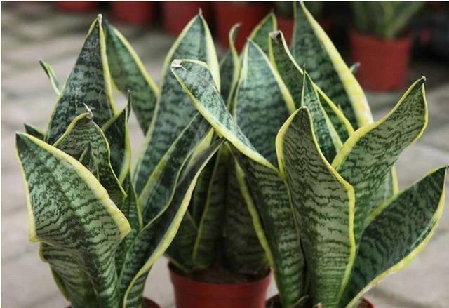 虎皮兰不见长、烂根多用上“4招”小方法,根系壮、叶片绿