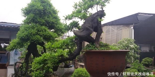 家中这2种树“很值钱”，个个带“金玉”，气势旺盛，富人都爱养！