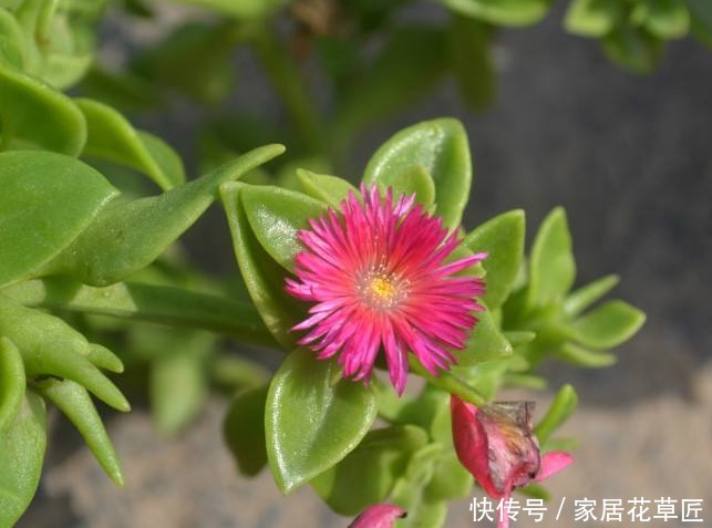 有机肥|有1种花,比月季花漂亮,比绿萝更好养,回家养一盆,真是棒极了