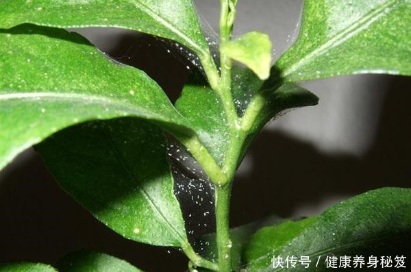 月季红蜘蛛不用药也能治家有小孩不用药,红蜘蛛全部死翘翘!