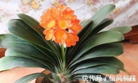 风水|家中必备的4种风水植物，让你财源滚滚、家庭和睦