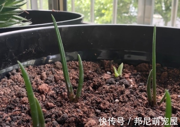 果皮堆肥养花,误入这4个坑,不仅无益反而有害