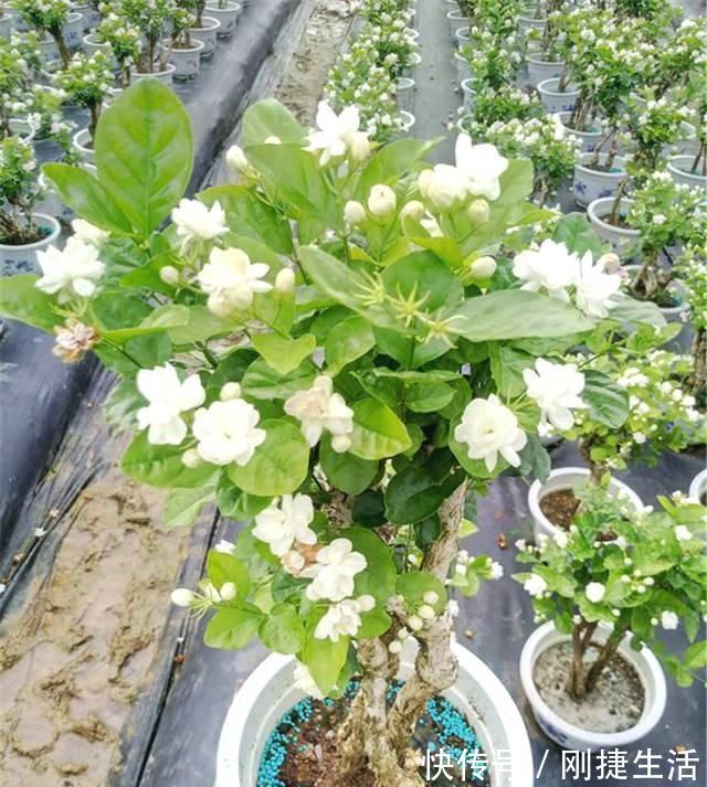 浸盆法|茉莉有“三怕”,老手花友也易踩坑,避开猛窜芽,花开一茬接一茬