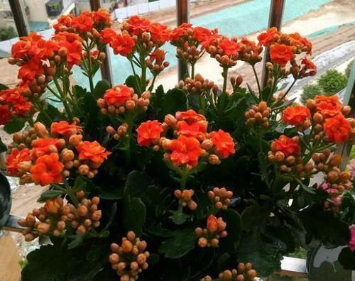 修剪|养长寿花,想要开花爆盆,“修剪”不能少,做好一次能开千朵花