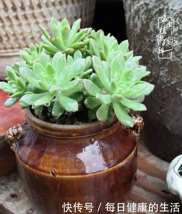 如何让多肉变美看看我是如何宠它们的!如何让多肉变美看看我是如何宠它们的!