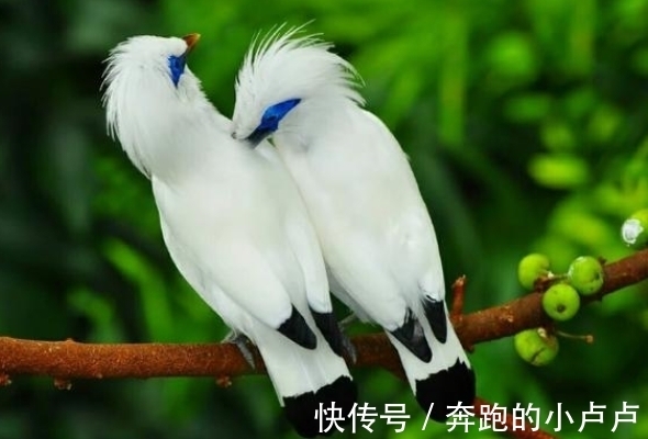 占卜|灵签占卜：你觉得哪对鸟最恩爱，测你和另一半白头到老的可能性