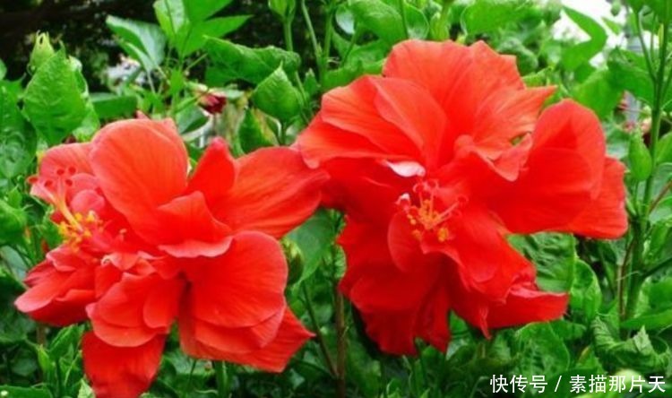 夏天养花就养“它”,给点阳光就灿烂,开花爆盆满屋香