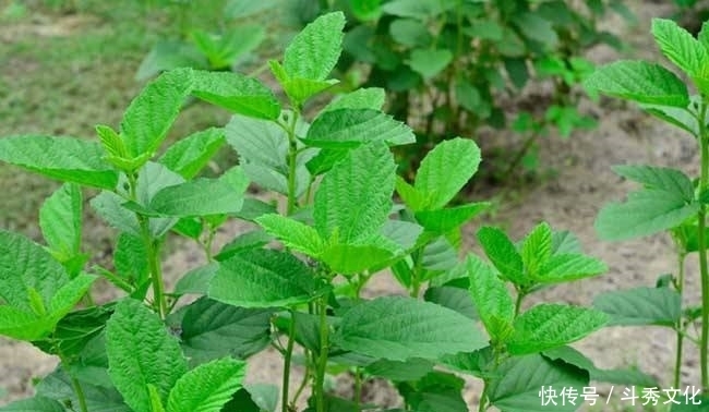  牛皮|农村生长的一年生草本，植株不大，有毒，却有治疗牛皮鲜的功效