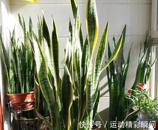 虎皮兰不见长,学会5个小技巧,轻松长1-2米高,快来瞧瞧吧