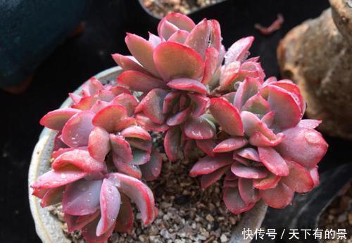 多肉|养多肉绮罗，做好几件事，完美逆袭，成为冬天的颜值担当！