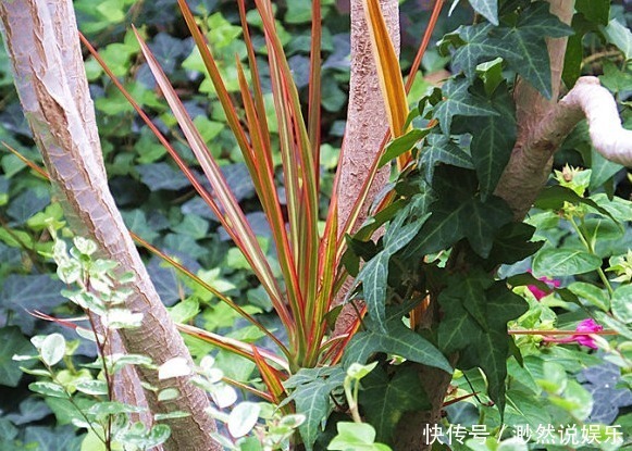 一叶兰|5种适合懒人养的几种盆栽,一月不管也能活,花开好养还爆满