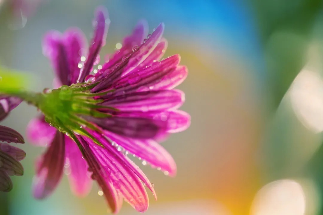 怀念|十位诗人写给妻子的诗,有怀念,有情话,有惋惜