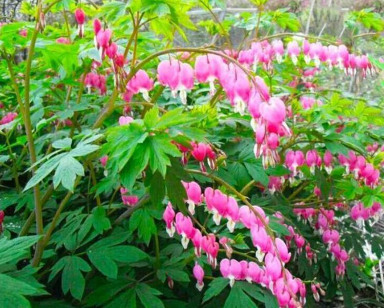 几种花好养又漂亮,花开妖艳开爆盆,开出一个大花球,好迷人!