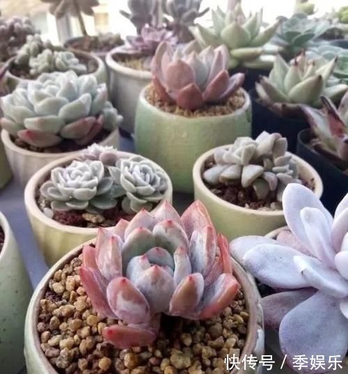 多肉摆满了阳台,1盆都放不下了,赶紧处理掉,多肉多了也头疼