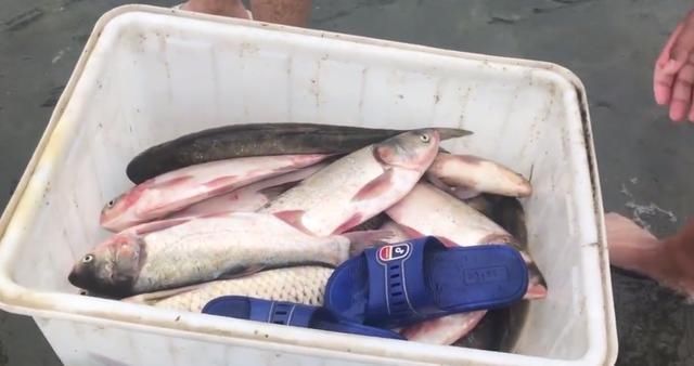 闸口|二十斤的鲤鱼、十几斤的翘嘴鱼“随便捡”石梁河关闸,鱼困浅滩