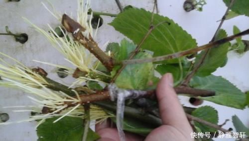 把这些调味料捣碎了养花,专治烂根、黄叶和虫害,花疯长撑爆盆