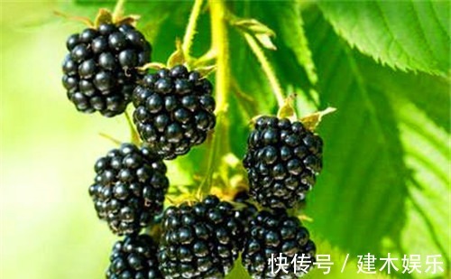 女性|女性不想显老,常吃4种食物,营养丰富,滋补身体,改善睡眠