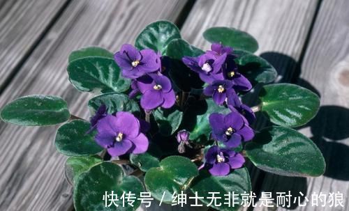 这些花超耐阴的，光照不好也能长出一片花海
