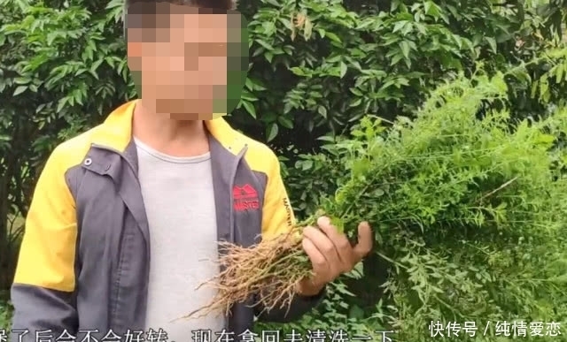 野草|荒地路旁一种不起眼的野草，农村人一上火咳嗽就找它，疗效特别好