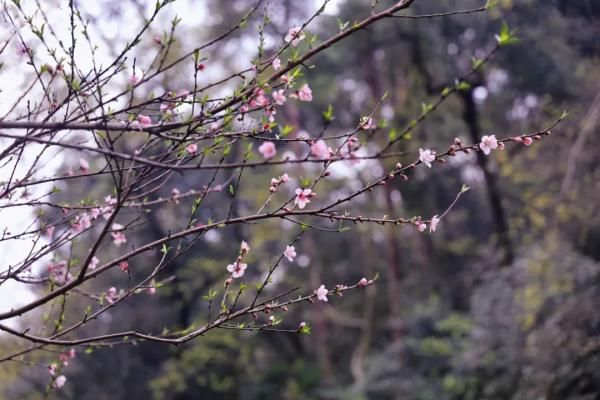 春色满“湖”关不住！