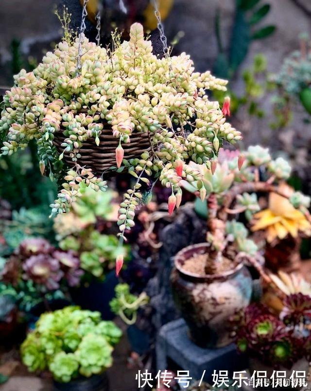 仙境|他痴迷养多肉,将500多盆多肉养出“高级感”,大家都夸美如仙境