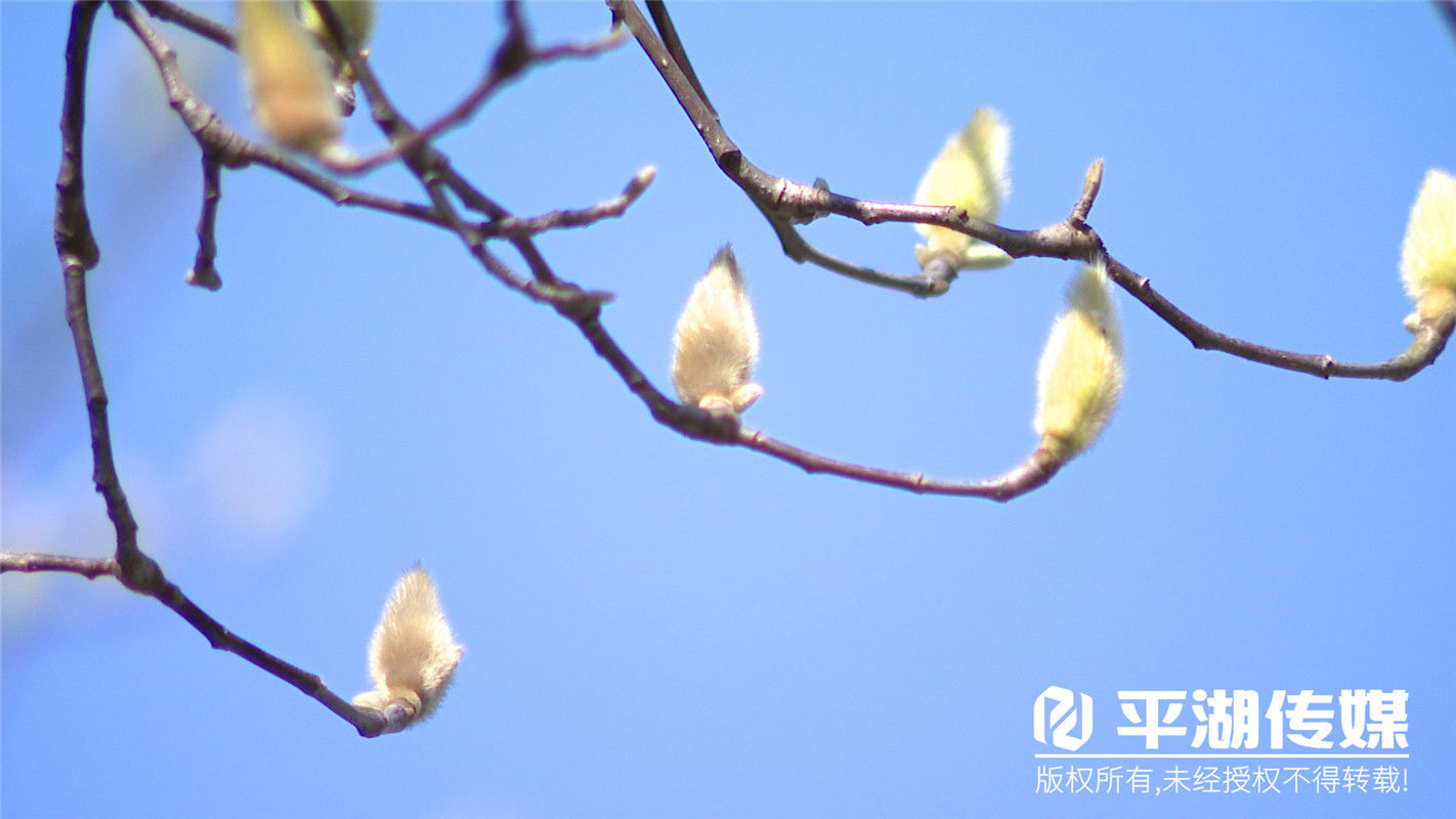 春天的气息！街头百花竞相开放，又到一年春好时