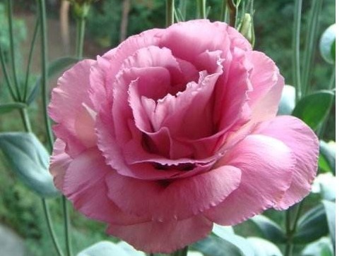 李大爷养“这花”，比玫瑰美，比菊花好养，香气四溢，邻居都羡慕