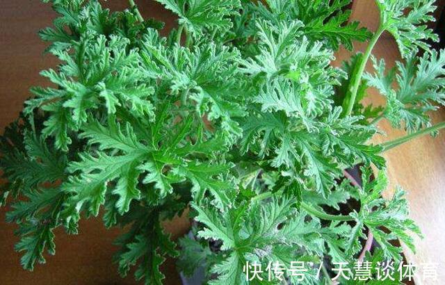 薄荷|“蚊子”不喜欢的“3种花”,现在养一盆,夏天正好驱蚊虫