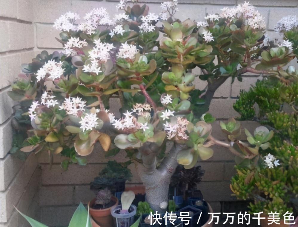 老桩|张大爷养的玉树,二三年全都成老桩,有些还开出漂亮的花,值钱了