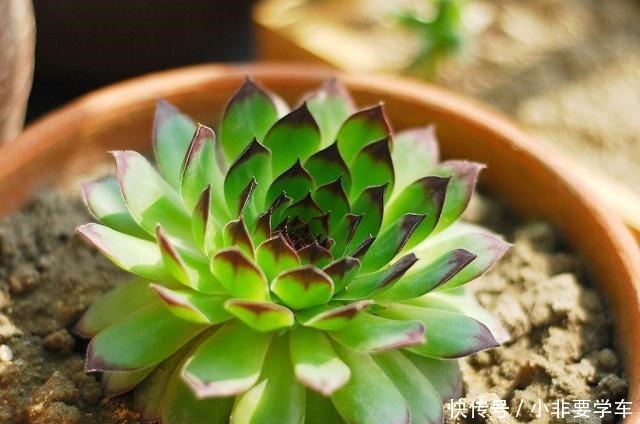 观音莲这样养,轻轻松松养爆盆,一不小心变成一整片!