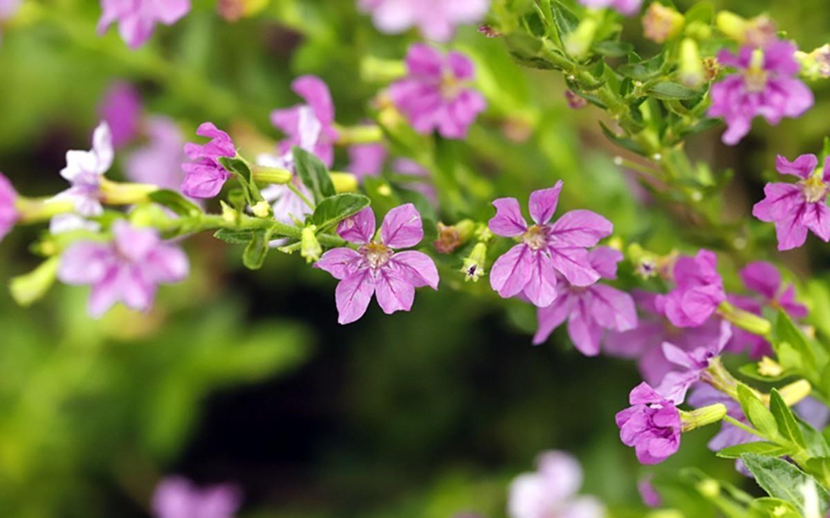 高温40度,6种花“尽情晒”,越晒越开花,密密匝匝一大盆,漂亮