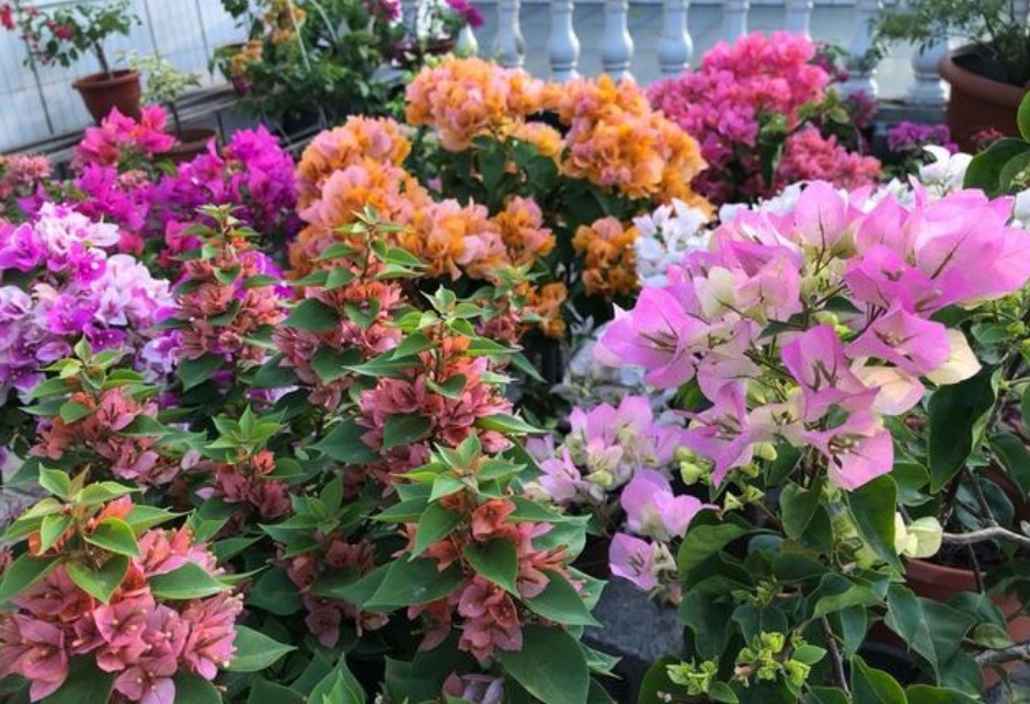 4种花好养又漂亮,花大色艳,花香易打理,养在客厅美极了
