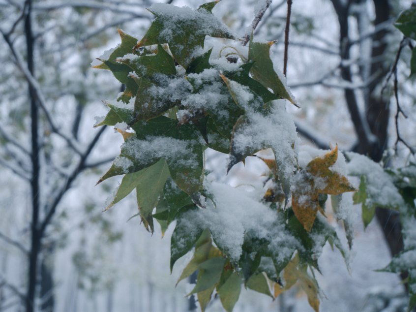 冬雪|山传初雪，许你一场深情共白头