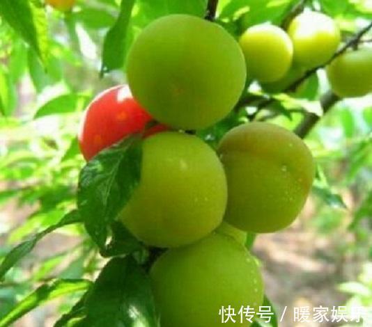 肝炎|不想“肝炎”变“肝癌”4大肝病“克星”,把肝脏“洗干净”