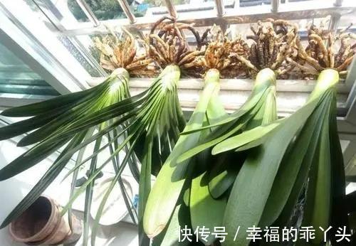 君子兰10月要''巧养''，新叶厚又亮，早早抽花箭