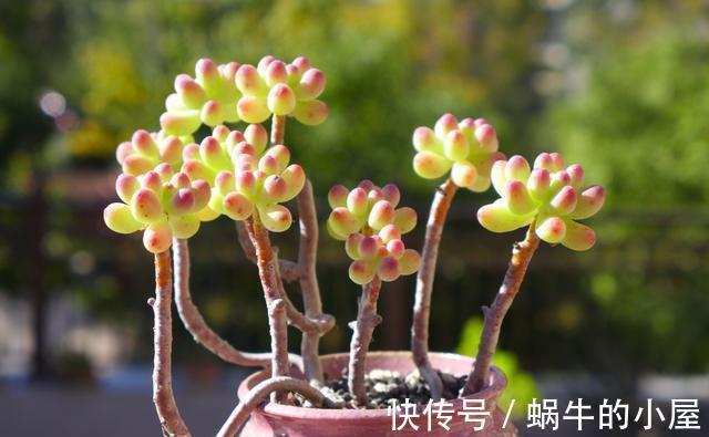 花盆|5种多肉适合养成精致的直立桩,搭配漂亮的花盆,像艺术品一样