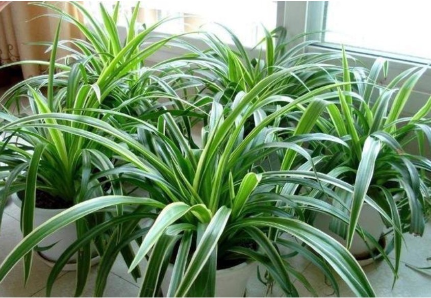 吊兰发黄、瘐弱“改掉”3个坏习惯,再施1种肥,叶油绿,长得旺