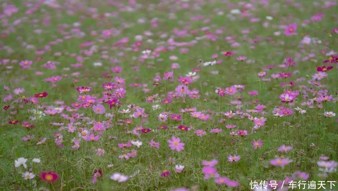 0元即可与220亩绝美花海相拥|梧州周边游| a5150