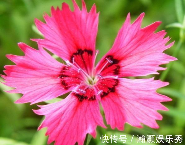 4种花是花中劳模，一年四季开花不断，花大色艳很漂亮，谁养谁爱