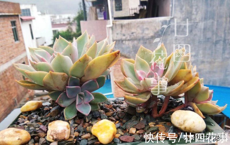 廿六|新手养多肉，常犯5个误区，不是多肉不好养，是你不会养