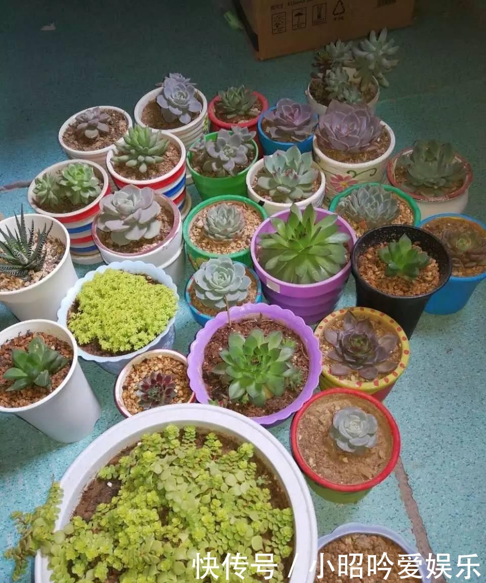 养才|刚买的多肉植物怎么养才不会死, 老花友给新手的8个建议