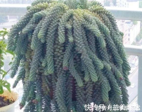 绿珍珠|“吊着养”的多肉,不要控养撒欢长,千珠万珠垂落,阳台一片好景!