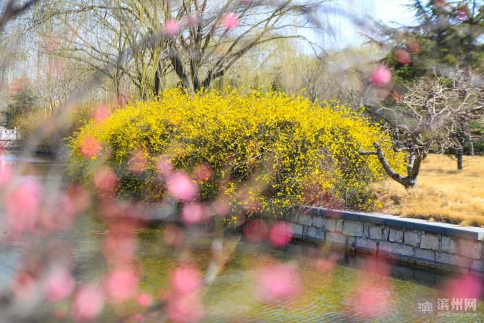 老年|邹平韩店：初春景色美如画