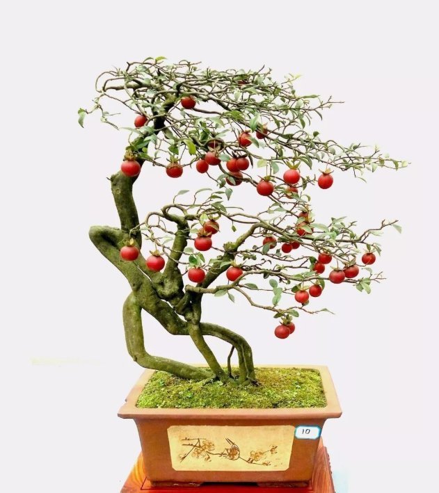 收藏|惊艳的6大盆景造型,中国植物艺术的巅峰,收藏起来