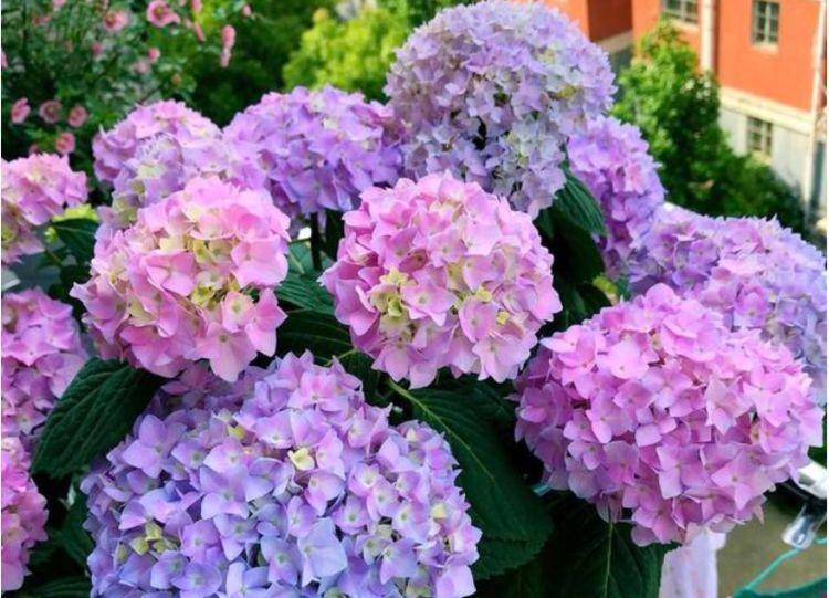 “4种花”漂亮又好养,一年四季开花不断,美爆阳台!