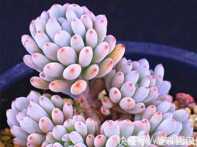 肉友们|最具清凉感的5种多肉，养护用对方法，出状态后呈现出高级蓝