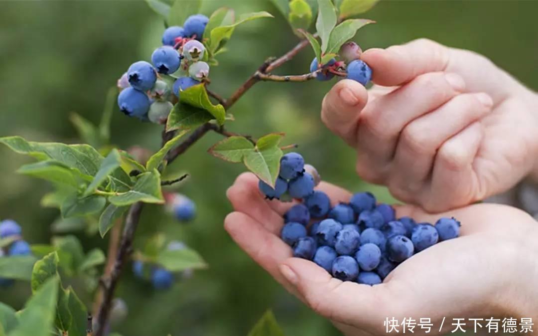 蓝莓结果的关键点是什么?其实方法很简单,掌握几点就可以